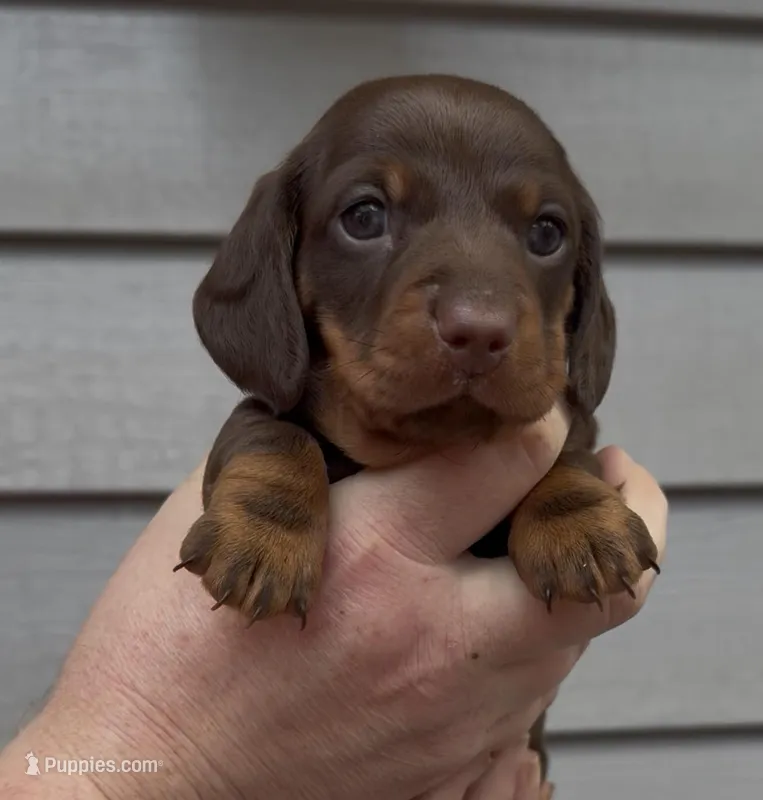 Marcy chocolate and tan boy – Miniature Dachshund puppy for sale in Ocala, FL
