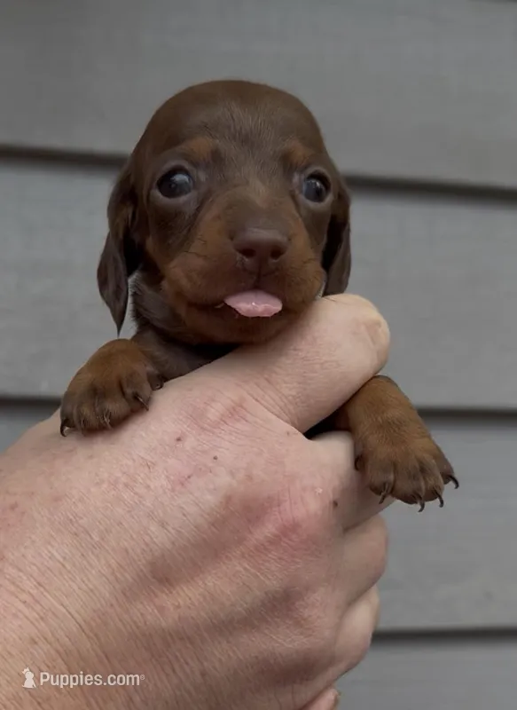 Marcy’s Chocolate and tan boy – Miniature Dachshund puppy for sale in Ocala, FL