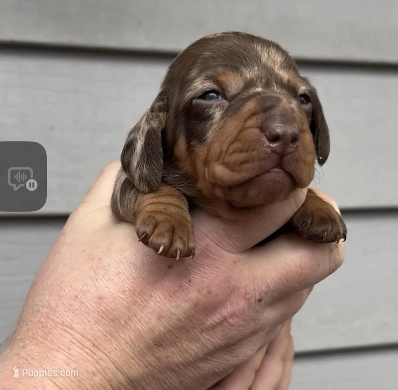 Gray collar – Miniature Dachshund puppy for sale in Ocala, FL