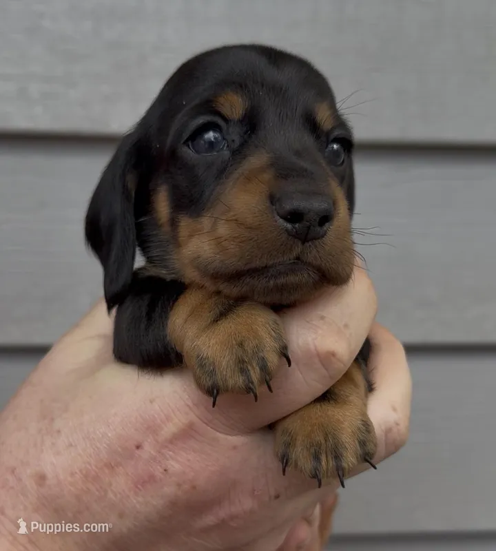 Yellow collar pinky boy – Miniature Dachshund puppy for sale in Ocala, FL