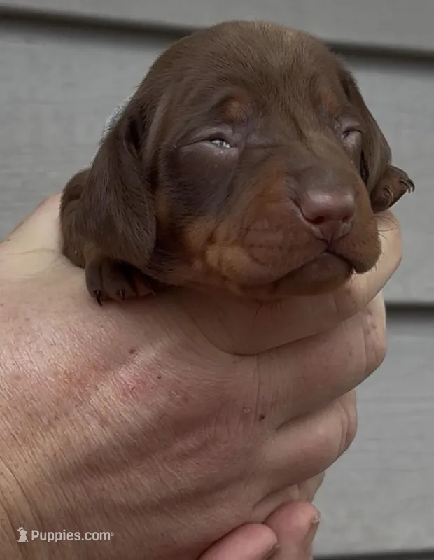 White collar boy – Miniature Dachshund puppy for sale in Ocala, FL