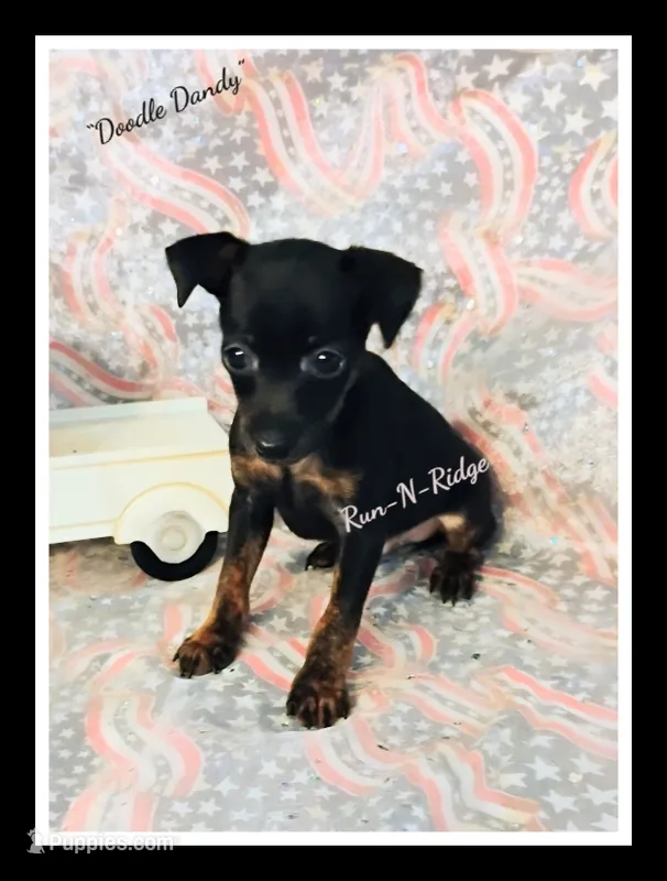 "Dandy Doodle" - HPA Harlie – Miniature Pinscher puppy for sale in Texarkana, AR