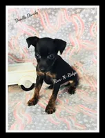 "Dandy Doodle" - HPA Harlie, a male Miniature Pinscher for sale in Texarkana, AR – 1 of 1