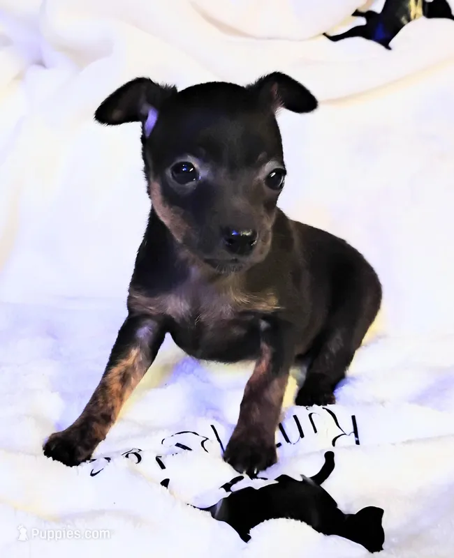 Tippsy - HPA brindle female  – Miniature Pinscher puppy for sale in Texarkana, AR