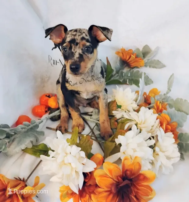Bull - HPA, a male Miniature Pinscher for sale in Texarkana, AR – 1 of 2