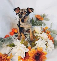 Bull - HPA, a male Miniature Pinscher for sale in Texarkana, AR – 1 of 2