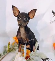 "Dandy Doodle" - HPA Harlie, a male Miniature Pinscher for sale in Texarkana, AR – 1 of 2