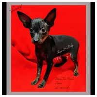 Lacey - HPA, a female Miniature Pinscher for sale in Texarkana, AR – 2 of 2