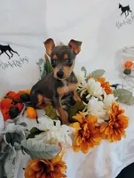 Blu Rage - HPA, a male Miniature Pinscher for sale in Texarkana, AR – 1 of 2