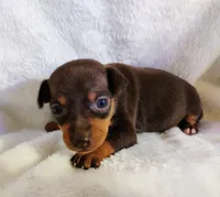 Caffeinated - HPA female, a female Miniature Pinscher for sale in Texarkana, AR – 1 of 1