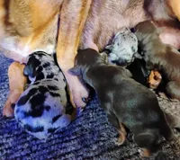 Caffeinated - HPA female, a female Miniature Pinscher for sale in Texarkana, AR – Photo 2 of 2