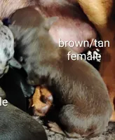 Caffeinated - HPA female, a female Miniature Pinscher for sale in Texarkana, AR – Photo 1 of 2