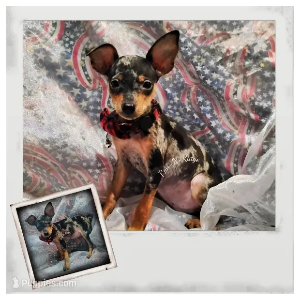 "Marvel" - HPA Harlie – Miniature Pinscher puppy for sale in Texarkana, AR