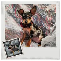 "Marvel" - HPA Harlie, a male Miniature Pinscher for sale in Texarkana, AR – 1 of 1