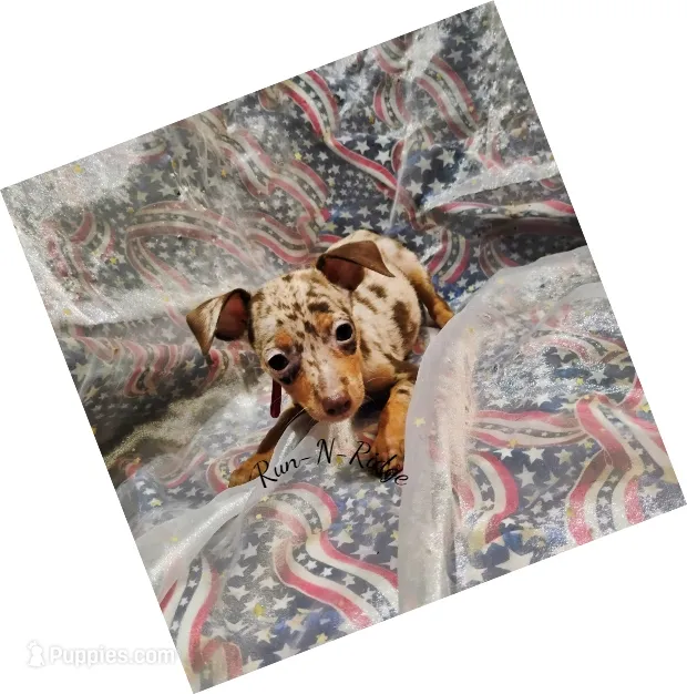 "Chance" - HPA Harlie – Miniature Pinscher puppy for sale in Texarkana, AR
