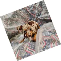 "Chance" - HPA Harlie, a male Miniature Pinscher for sale in Texarkana, AR – 1 of 1