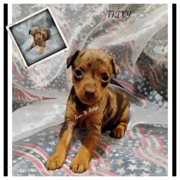 "Trixy" - Harlequin Pinscher – Miniature Pinscher puppy for sale in Texarkana, AR