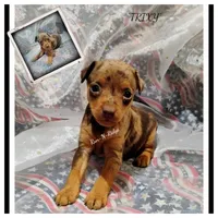 "Trixy" - Harlequin Pinscher, a female Miniature Pinscher for sale in Texarkana, AR – 1 of 1