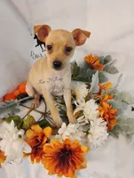 Raleigh - HPA, a female Miniature Pinscher for sale in Texarkana, AR – 1 of 2