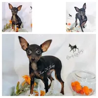 "Dandy Doodle" - HPA Harlie, a male Miniature Pinscher for sale in Texarkana, AR – 2 of 2
