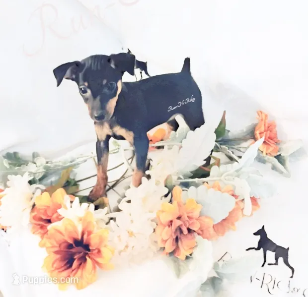 Cotton - HPA, a male Miniature Pinscher for sale in Texarkana, AR – 1 of 2
