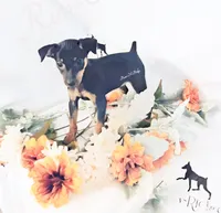 Cotton - HPA, a male Miniature Pinscher for sale in Texarkana, AR – 1 of 2