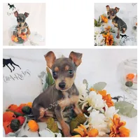Blu Rage - HPA, a male Miniature Pinscher for sale in Texarkana, AR – 2 of 2