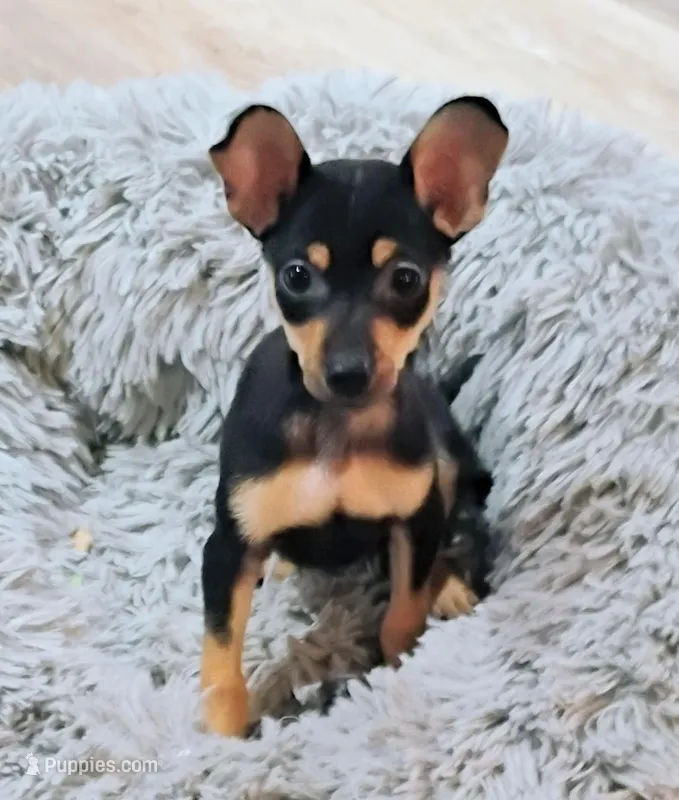 Ginny - HPA – Miniature Pinscher puppy for sale in Texarkana, AR