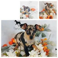 Bull - HPA, a male Miniature Pinscher for sale in Texarkana, AR – 2 of 2