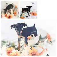 Cotton - HPA, a male Miniature Pinscher for sale in Texarkana, AR – 2 of 2
