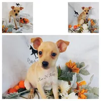 Raleigh - HPA, a female Miniature Pinscher for sale in Texarkana, AR – 2 of 2