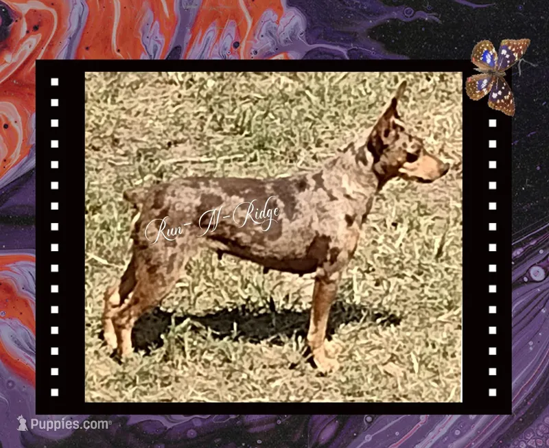 HPA Puppies Coming Soon! – Miniature Pinscher puppy for sale in Texarkana, AR