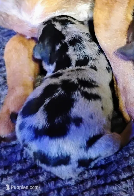 Payroll - HPA Merle male – Miniature Pinscher puppy for sale in Texarkana, AR