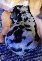 Payroll - HPA Merle male, a male Miniature Pinscher for sale in Texarkana, AR – Photo 1 of 2