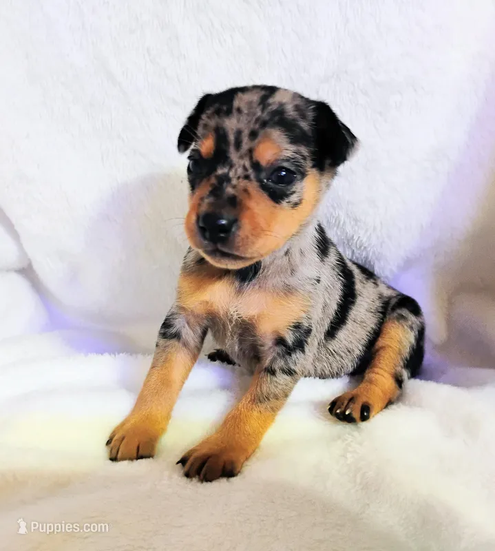 Payroll - HPA Merle male – Miniature Pinscher puppy for sale in Texarkana, AR