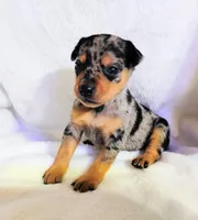 Payroll - HPA Merle male, a male Miniature Pinscher for sale in Texarkana, AR – 1 of 3
