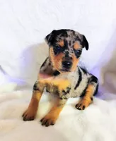 Payroll - HPA Merle male, a male Miniature Pinscher for sale in Texarkana, AR – 2 of 3