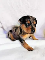 Payroll - HPA Merle male, a male Miniature Pinscher for sale in Texarkana, AR – 3 of 3