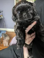 Midnight, a male Shih Tzu for sale in Kansas City, MO – Photo 3 of 3