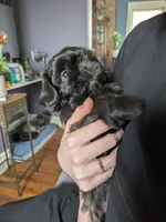 Midnight, a male Shih Tzu for sale in Kansas City, MO – Photo 2 of 3