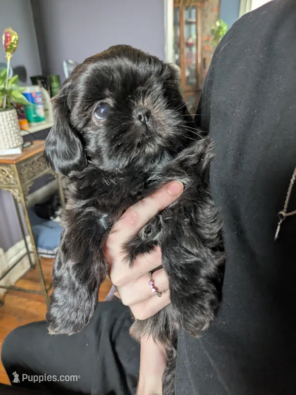 Midnight – Shih Tzu puppy for sale in Kansas City, MO