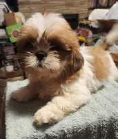 Bob, a male Shih Tzu for sale in Jewett, IL – 2 of 5