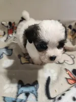 Shipoo G 1, a female Shih Tzu and Poodle - Miniature  for sale in Jewett, IL – Photo 2 of 4