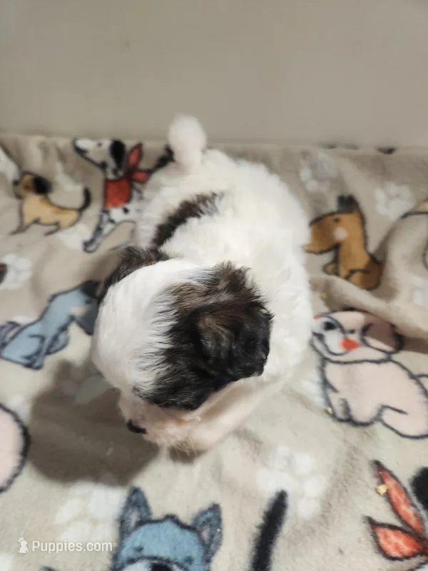 Shipoo G 1 – Shih Tzu, Poodle - Miniature  puppy for sale in Jewett, IL