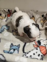 Shipoo G 1, a female Shih Tzu and Poodle - Miniature  for sale in Jewett, IL – Photo 3 of 4