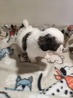 Shipoo G 1, a female Shih Tzu and Poodle - Miniature  for sale in Jewett, IL – Photo 4 of 4