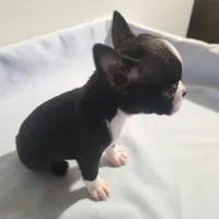 Little boy 3, a male Boston Terrier for sale in Jewett, IL – Photo 3 of 4