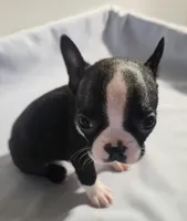 Little boy 3, a male Boston Terrier for sale in Jewett, IL – Photo 2 of 4