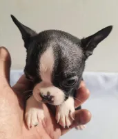 Little boy 3, a male Boston Terrier for sale in Jewett, IL – Photo 4 of 4