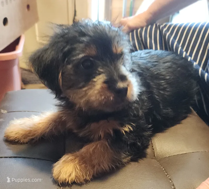 Zebb – Yorkshire Terrier puppy for sale in Jewett, IL